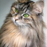 hygiène chat