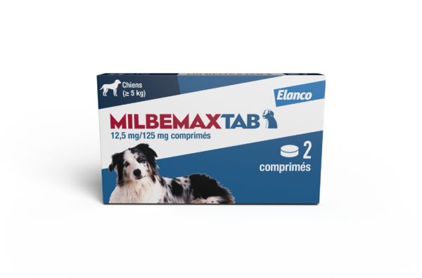 BoxMMXtabchien