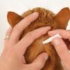 fiprocat 50 mg chat 1 kg 3 pipettes biocanina 2