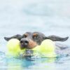 jouet air squeaker bone s m l kong 2