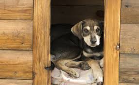 Hygiène de l'environnement CHIEN