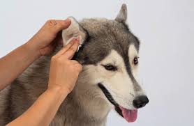 Yeux et oreilles CHIEN