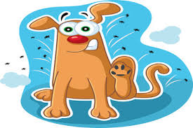 Antipuces et tiques CHIEN