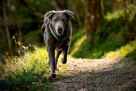 Stimulant du métabolisme