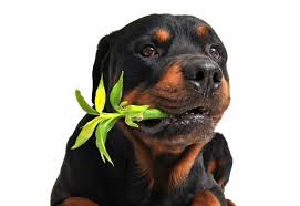 Médecine naturelle CHIEN