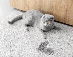 Troubles urinaires CHAT