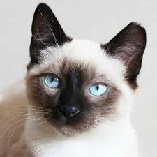 Yeux et oreilles CHAT