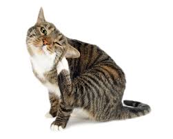 Antipuces et tiques du CHAT