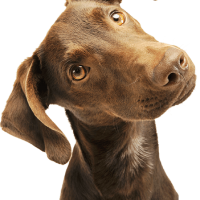 chien stress chien stress